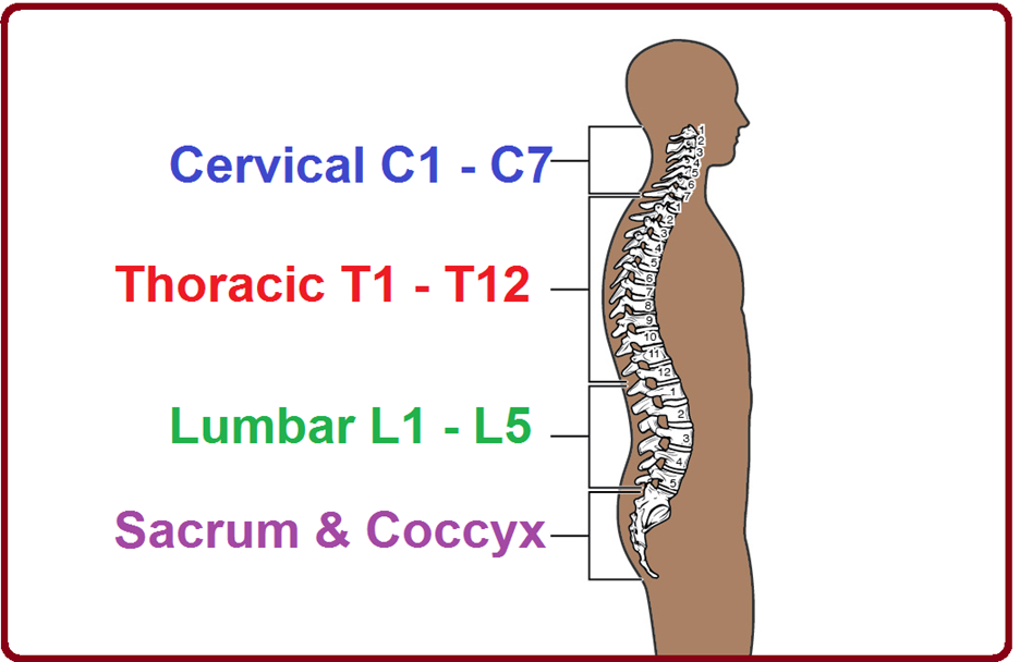 Thoracic Spinal Cord Injury: Functions Affected & Recovery