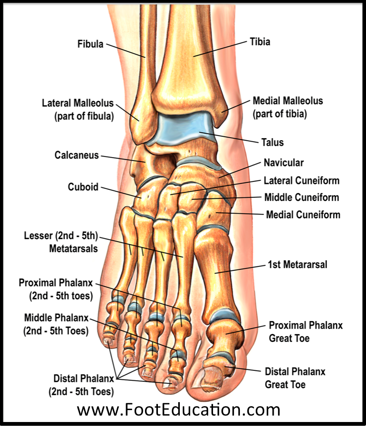 Anatomy-of-the-Foot-Ankle – OrthoPaedia